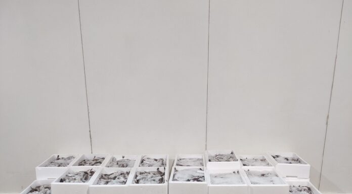 Meia tonelada de pescado subdimensionado apreendido na Nazaré