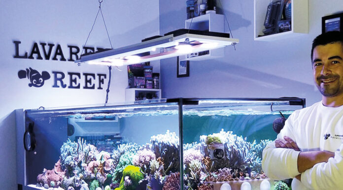 Caldense destaca-se na produção de aquários de água salgada