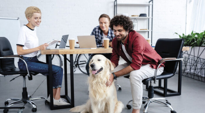 Animais melhoram ambiente no trabalho