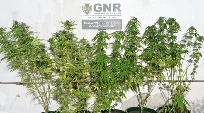 Homem detido com 8 plantas de canábis