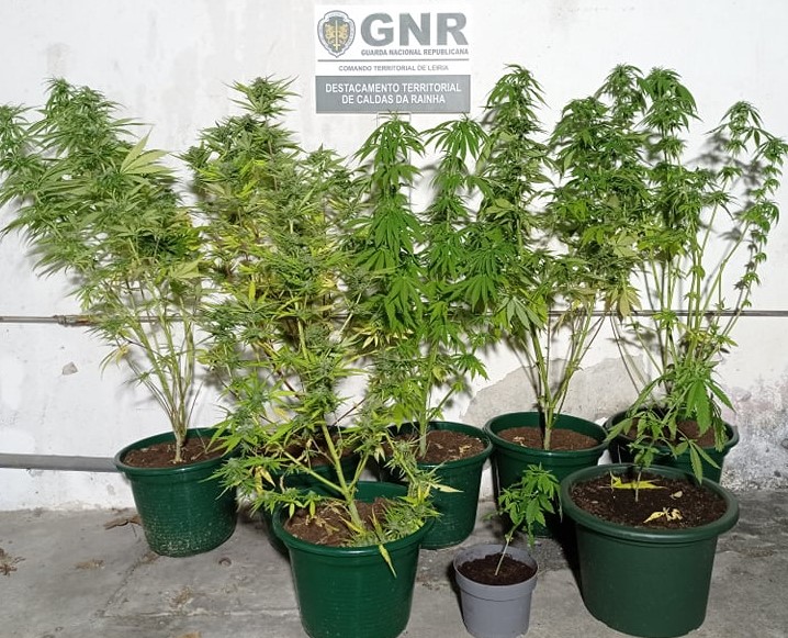 Homem detido com 8 plantas de canábis
