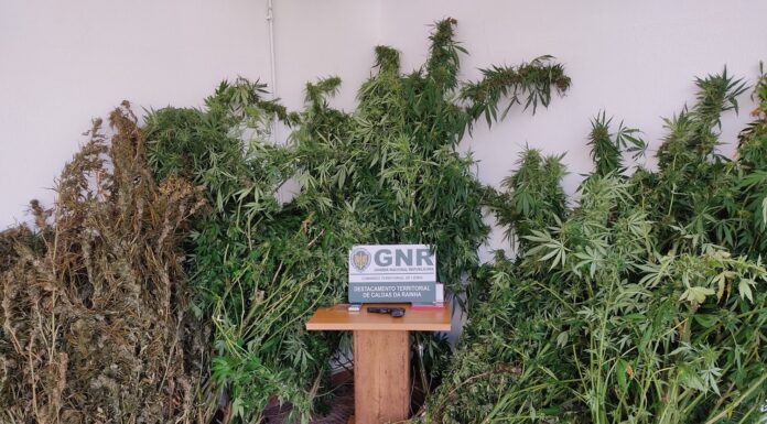 Homem de 65 anos detido com perto de 6 mil doses de canábis