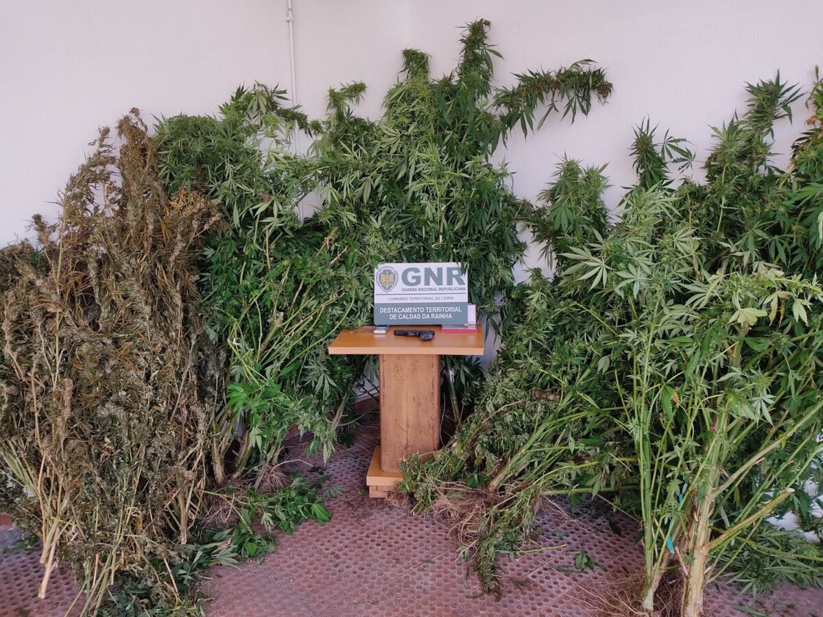 Homem de 65 anos detido com perto de 6 mil doses de canábis