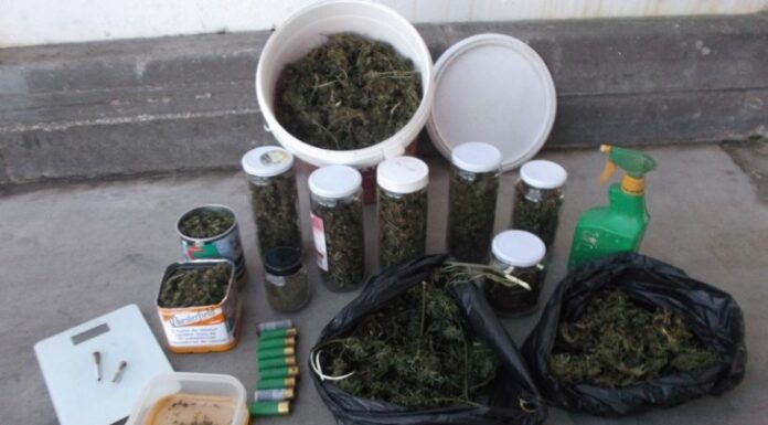 GNR apreende mais de 600 doses de canábis em A-dos-Negros