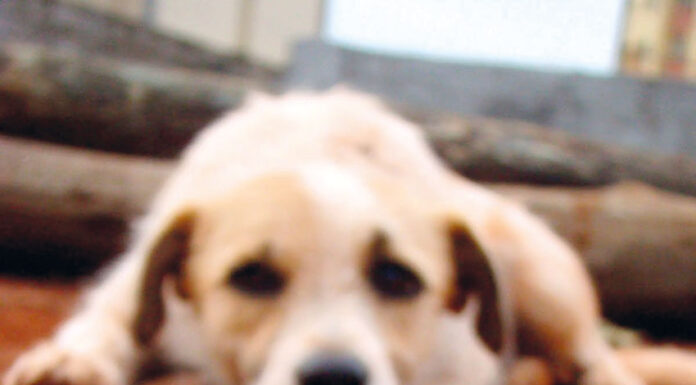 CRAPAA resgatou 19 animais de habitação de família carenciada