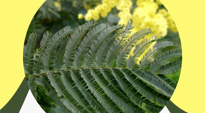 Voluntários chamados a controlar acácias na Mata Nacional da Quinta da Serra