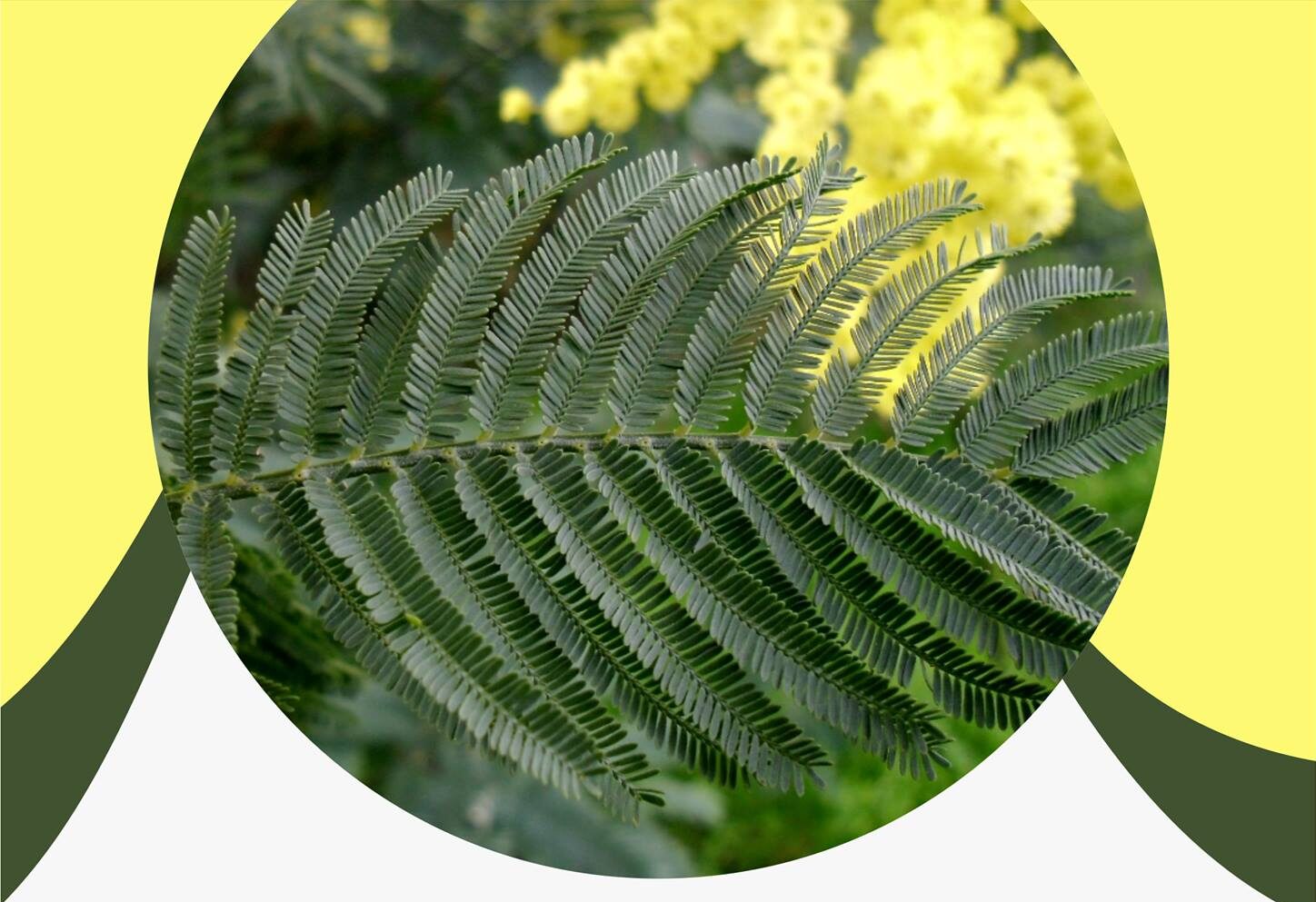 Voluntários chamados a controlar acácias na Mata Nacional da Quinta da Serra