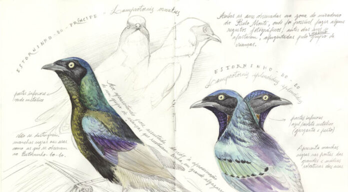 O clima está a mudar e é preciso intervir
