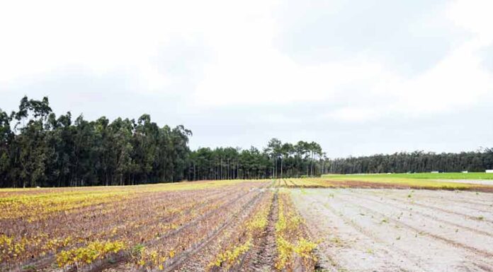Comissão cívica defende que sejam as autarquias a licenciar os furos de água