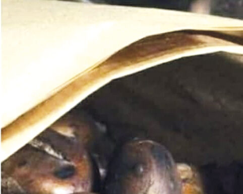 Angariação: Viver o Concelho promove magusto solidário