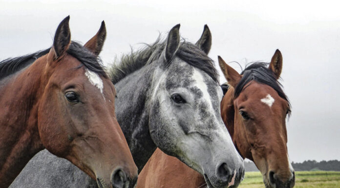 Parlamento nega estatuto de companhia aos cavalos