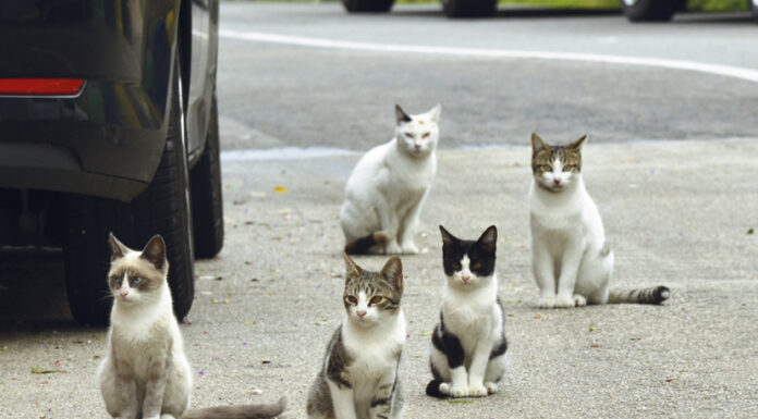 Parlamento aprova estatuto de animal comunitário