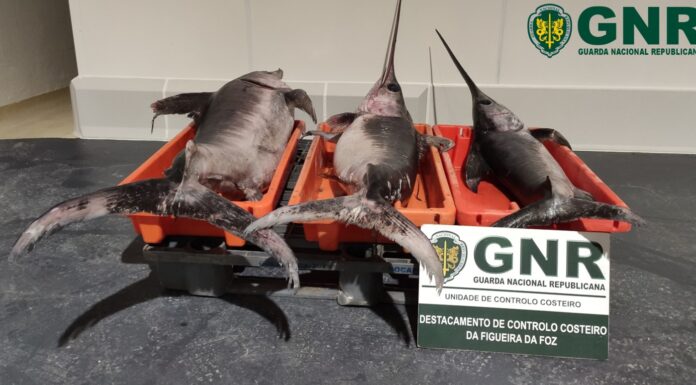 Espadarte apreendido na Nazaré