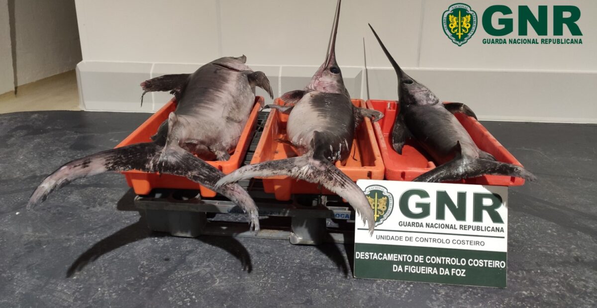 Espadarte apreendido na Nazaré