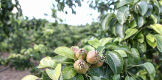 Pera Rocha e Maçã de Alcobaça vão ter 95,6 milhões de euros do PRR