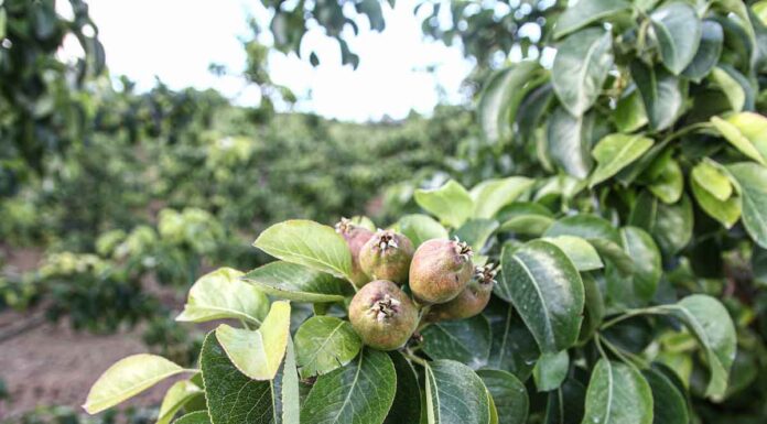 Pera Rocha e Maçã de Alcobaça vão ter 95,6 milhões de euros do PRR