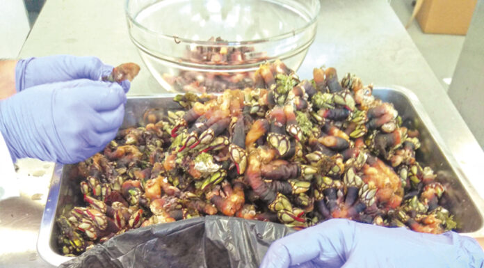 Paté de percebe e amora silvestre criado em Peniche