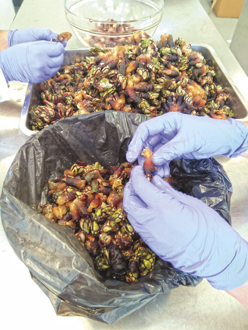 Paté de percebe e amora silvestre criado em Peniche