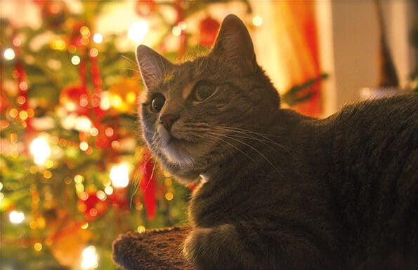 Conselhos para um Natal feliz em quatro patas