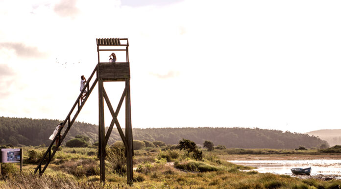 Torres de observação de aves reabilitadas em 2022