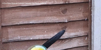 As melhores fotografias do ano para o Comedy Pet