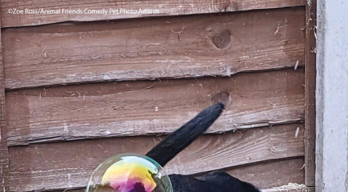 As melhores fotografias do ano para o Comedy Pet