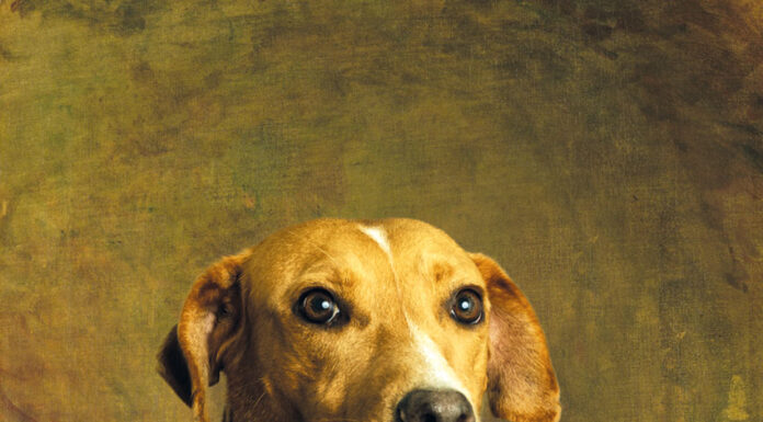 Caldense premiado fotografa animais em ambiente renascentista