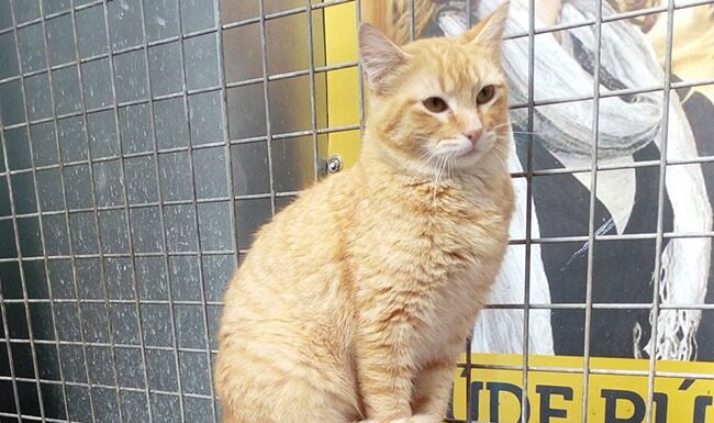 Câmara de Alcobaça reforça protocolo para captura, esterilização e devolução de gatos