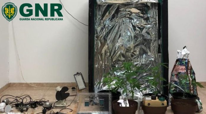 Detido na Atouguia da Baleia por cultivo de canábis