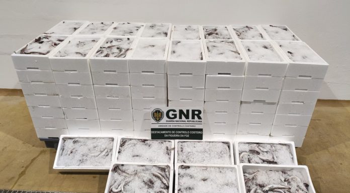 GNR apreendeu 770 quilos de pescada subdimensionada na Nazaré
