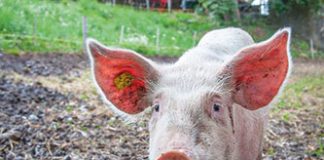 Governo disponibiliza apoio excecional de 24,3 milhões de euros para agricultores