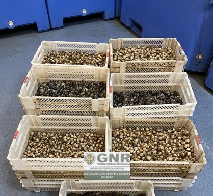 Apreendidos 269 quilos de bivalves nas Caldas da Rainha