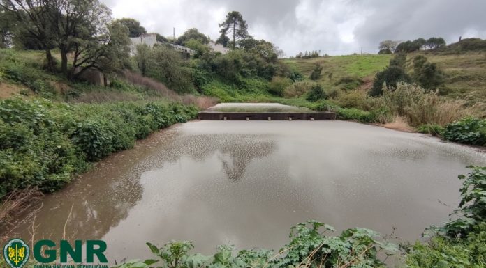 Detetada descarga ilegal de efluentes pecuários em Alvorninha