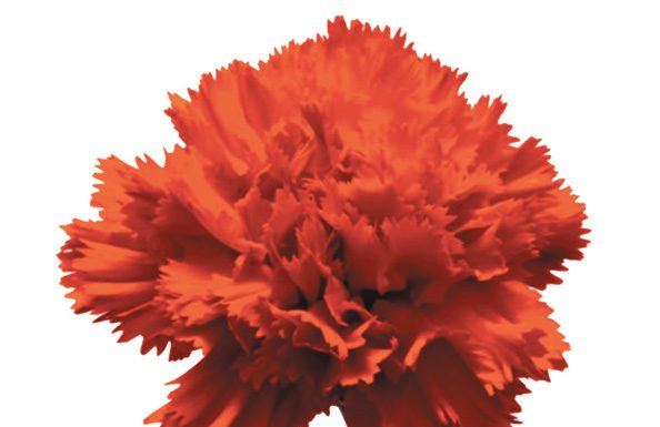 25 de Abril faz 48 anos e as comemorações são diversas