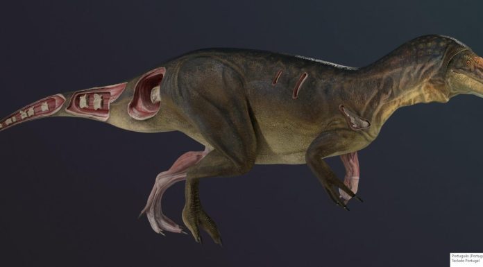Dino Parque Lourinhã expõe fósseis de nova espécie de dinossauro