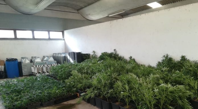 GNR apreende droga avaliada em 200 mil euros em Alcobaça