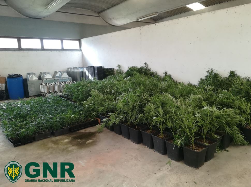 GNR apreende droga avaliada em 200 mil euros em Alcobaça