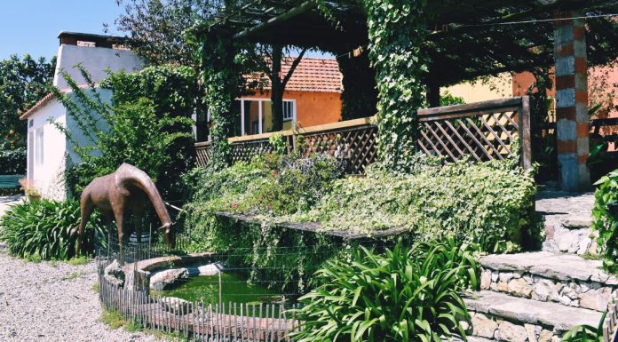 Dança: AbracAr-te dinamiza workshop de danças do mundo