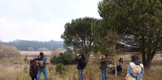 Caldas da Rainha: Paul de Tornada com saída de campo na sexta-feira