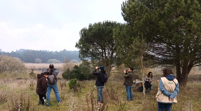 Caldas da Rainha: Paul de Tornada com saída de campo na sexta-feira
