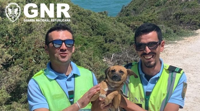 GNR resgatou cão em arribas de Salir do Porto
