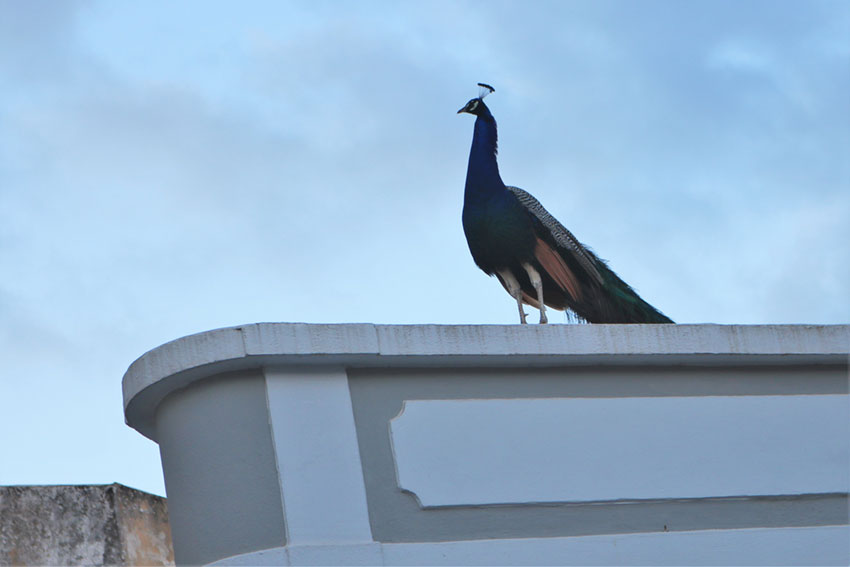 Alunos de Óbidos usam  a arte para apelar à Paz