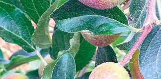 APMA garante qualidade e segurança das maçãs da região