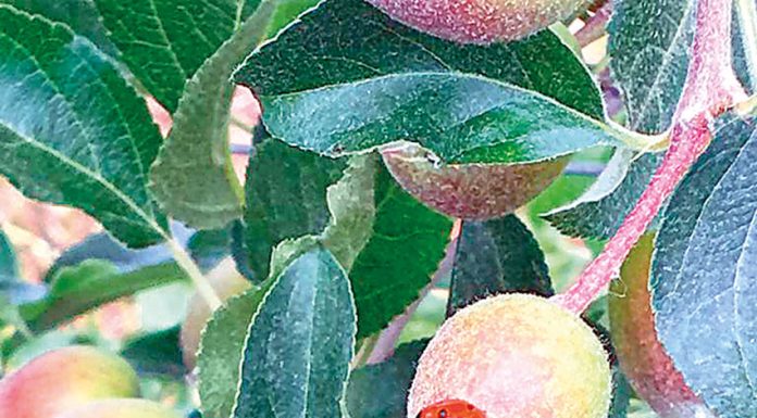 APMA garante qualidade e segurança das maçãs da região