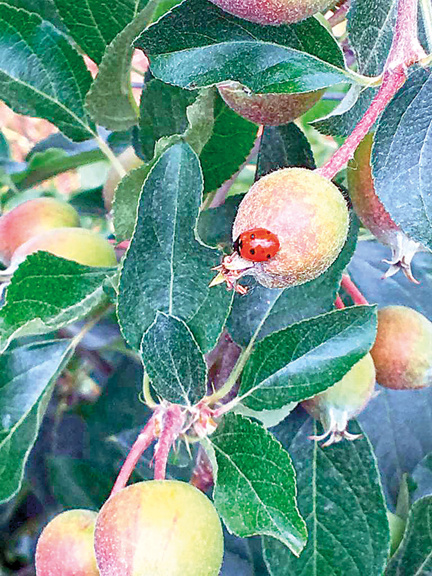 APMA garante qualidade e segurança das maçãs da região