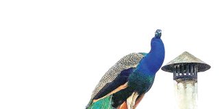 Pavão protege fêmea que fez ninho em pátio de casa desabitada e gritos causam incómodo