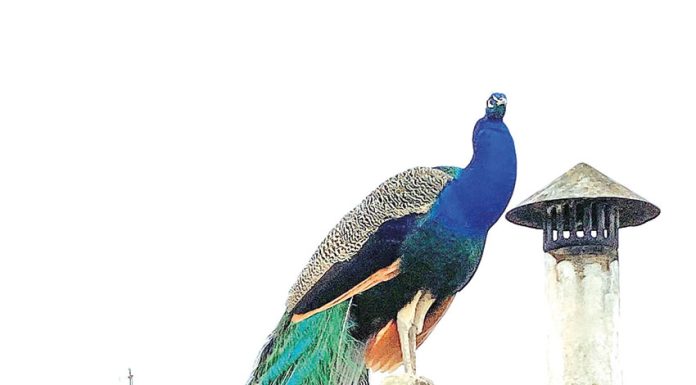 Pavão protege fêmea que fez ninho em pátio de casa desabitada e gritos causam incómodo