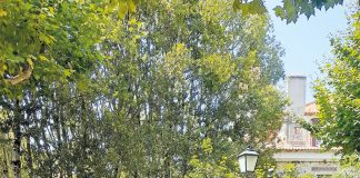 “Nasceram” andorinhas e azulejos nos jardins do Museu de Cerâmica