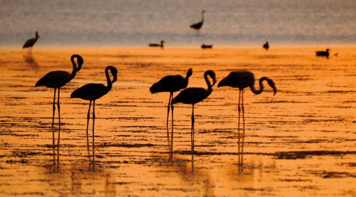Os flamingos que estão de visita à Lagoa de Óbidos