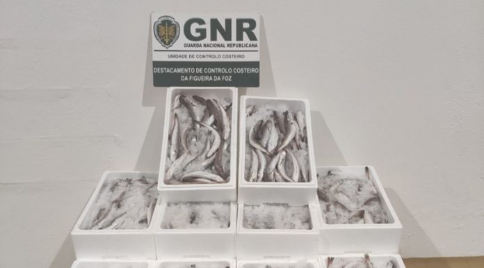 Cerca de 170 quilos de pescada subdimensionada apreendidos na Nazaré